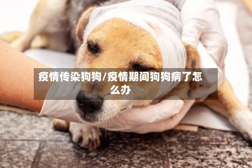 疫情传染狗狗/疫情期间狗狗病了怎么办