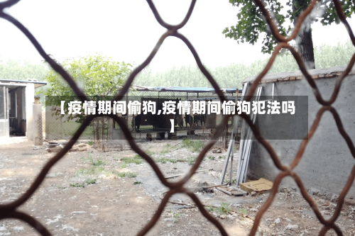【疫情期间偷狗,疫情期间偷狗犯法吗】