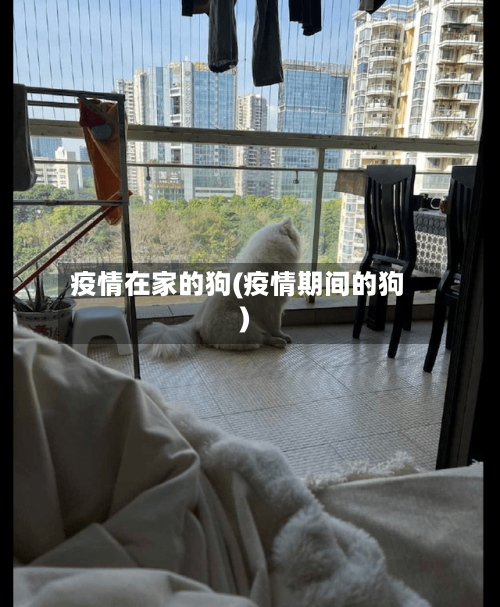 疫情在家的狗(疫情期间的狗)