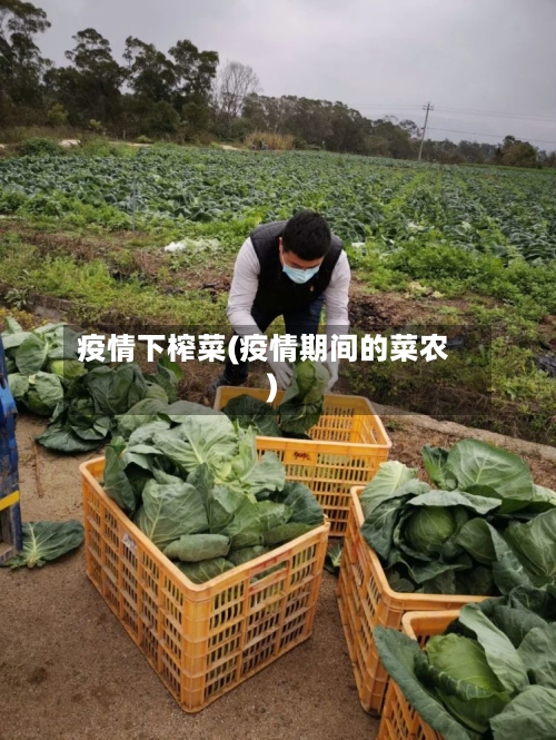 疫情下榨菜(疫情期间的菜农)