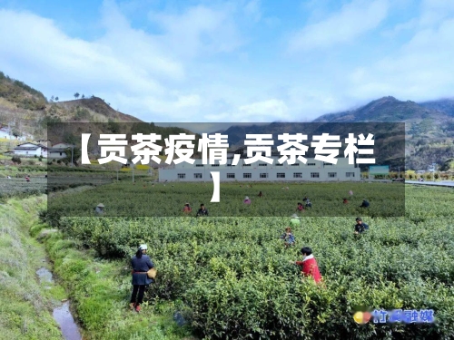 【贡茶疫情,贡茶专栏】