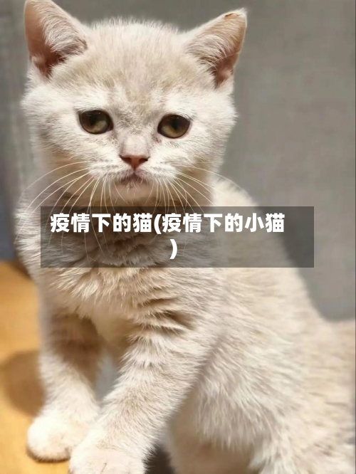 疫情下的猫(疫情下的小猫)-第2张图片