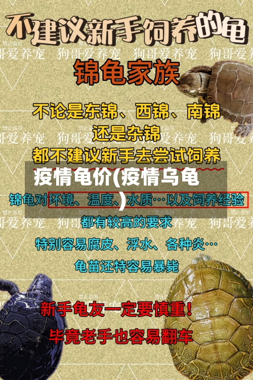 疫情龟价(疫情乌龟)