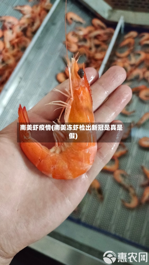 南美虾疫情(南美冻虾检出新冠是真是假)-第2张图片
