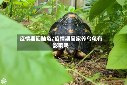 疫情期间陆龟/疫情期间家养乌龟有影响吗-第2张图片